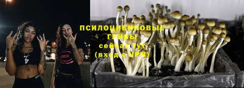 Псилоцибиновые грибы Psilocybine cubensis  mega ТОР  Льгов 